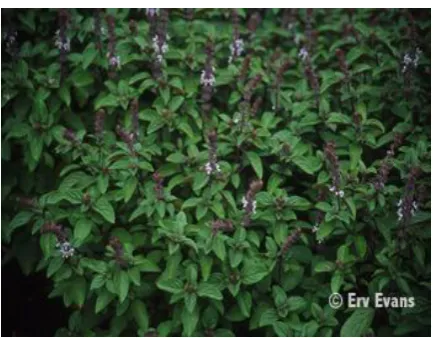 Fig 1.  Ocimum Basillicum source [10]  