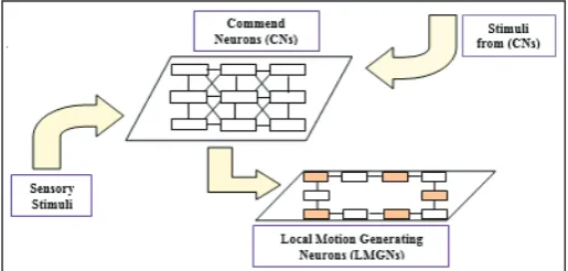 Fig. 1: The Central Pattern Generator Scheme
