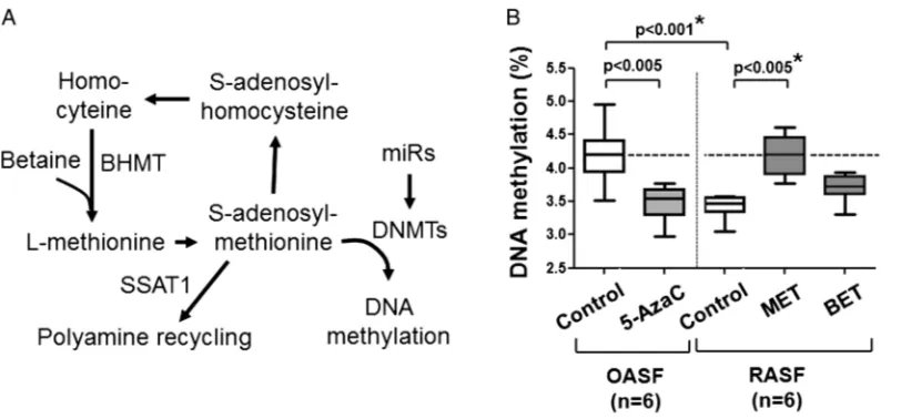 Figure 1(A) One-carbon cycle and polyamine metabolism regulate DNA methylation. (B) RASF showed decreased global DNAOASF vs control RASF, as well as between control RASF and RASF treated with L-methionine, n=6)