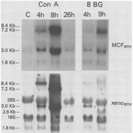FIG. 2.dehyde-3-phosphatestudiedLPSLPS. Induction of thymus and liver retroviral expression by Total thymus and liver RNAs (20 jig) from the same NFS mice in Fig