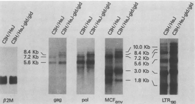 TABLE 1. Reactivity of MuLV DNA probes withC3H/HeJ-gld/gld RNA