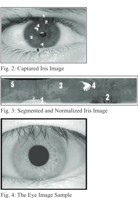 Fig. 3: Segmented and Normalized Iris Image