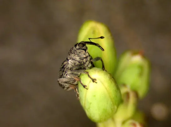 Figur 4. Vuxen blygrå rapsvivel,” Cabbage seedpod weevil adult” av Tim Hays (CC BY-SA 2.0) 
