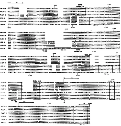 FIG.DR-1Bwithpoly(A)GA-FeLV-Bnamely,regions.alignenhancer1. Nucleotide sequence comparison of the 5' LTRs from three endogenous FeLV provirus loci, clones CFE-6, CFE-16 and CF-14, that of three exogenous FeLV isolates, GA-FeLV-B (13), FeLV-A/Glasgow (34), 