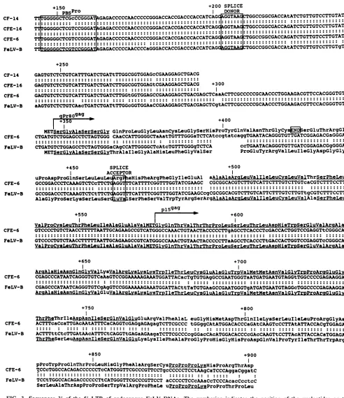 FIG. 3.endogenousacceptorpriorbetweenhomologies. Sequences 3' of the 5' LTR of endogenous FeLV DNAs