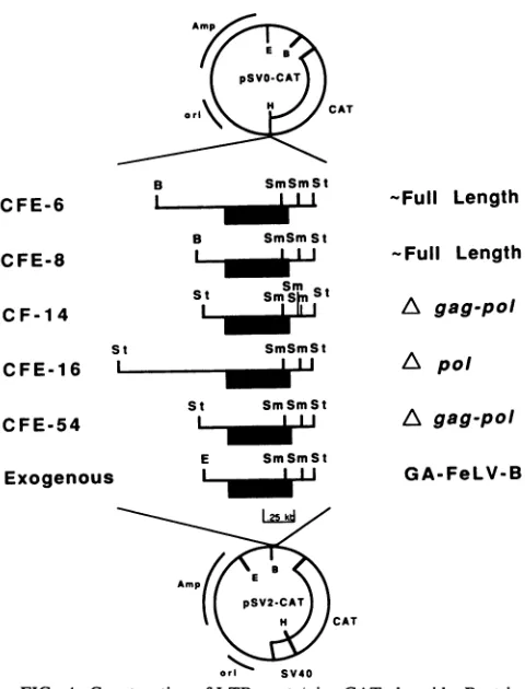 FIG. 4.genepositionintheandrepaired,tionB, pSV2-CAT. BamHI; Construction of LTR-containing CAT plasmids
