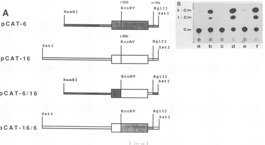 FIG. 6.inorientation H927 Effect of flanking regions on cat expression. (A) Mix-and-match constructs were generated