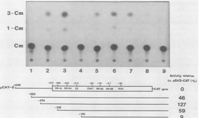 TABLE 3. Influence of adjoining regions on the promoter activity of endogenous LTRs assayed by transient expression of CAT activity