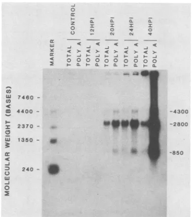 FIG.1.cultures.describedtypeblottrophoresedontoasted described Northern blot analysis of RNA isolated from CRFK cell Whole-cell RNA and poly(A) RNA (mRNA) from uninfec- (control) and ADV-G-infected CRFK cells were extracted as in Materials and Methods, and