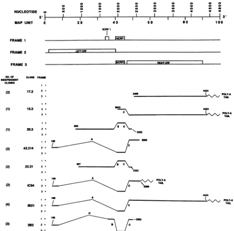 FIG. IC94, IB21, and 3B2 are cDNA diagramindicatingas as the 1962 designationarrangednucleotides to to 2041; fit the intron of open introns, spliced reading C, frames nucleotides are introns;subcloned well Actual indicated