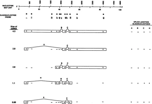FIG. 3.theoligonucleotidesoligonucleotide57(523indicated.each (2733 Detailed oligonucleotide mapping of ADV-G mRNAs