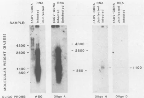 FIG. 4.usedblotofoligonucleotides.spliceoligonucleotides.uninfectedagaroseFig.into Materials 88-mu the Selected Northern blots performed with using specific Poly(A)-selected RNA from ADV-G-infected and CRFK cells was electrophoresed into formaldehyde- gels