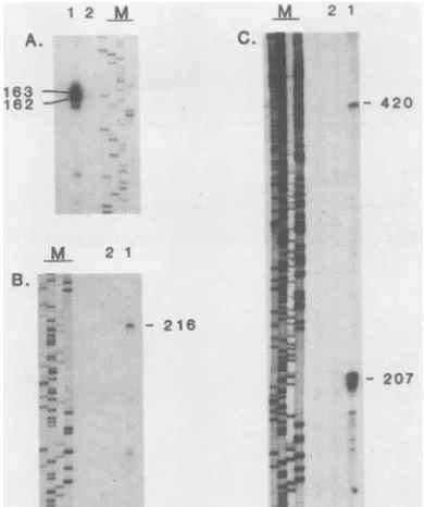 FIG.6.ofcleotideeach(laneFig.primerssplice thePrimer extension analysis on poly(A) RNA from infected1) and uninfected (lane2) CRFKcells with oligonucleotide as described in Materials and Methods and in the legend to5