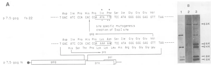FIG. 7.protease.residues Abolition of the correct processing of gag precursor polyprotein by blocking the frameshift event for the synthesis of HTLV-I (A) Oligonucleotide-directed site-specific mutagenesis for generating p7.5gagfsl9