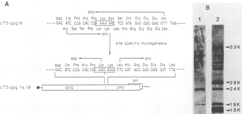 FIG. 8.adenineoligonucleotide-directedProteinswithmature (A) Correctly processed gag proteins were generated from the gag-protease fusion protein