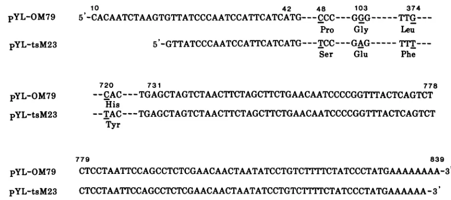 FIG. 1.ofofnoncodingnucleotidesnumerical the Orsay Comparative nucleotide sequences of VSV Orsay wt and tsO23 M genes cloned in pYL-OM79 and pYL-tsM23
