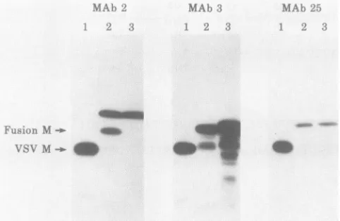 FIG.2.expressedextractedandafterMAbs.pYL-tsM23pelleted,polyacrylamide-SDSpYL-OM79;MAbs,purifiednitrocellulose Western blot analysis of wt and ts023 fusion M proteins in E