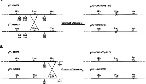FIG. 3.Restrictiononrestrictionprecipitation.religatedbeforepYL-OM79Conversely,pYL-tsM23confirm Construction of wt-ts023 M-gene chimeras pYL-OM79(Phelll), pYL-tsM23(R2), pYL-OM79(Tyr227), and pYL-tsM23(R3)