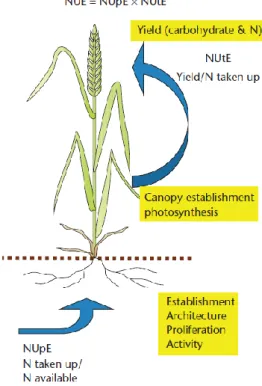 Figure  2.  Illustration  of  nutrient  use  efficiency  parameters  exemplified  by  NUE  in  wheat