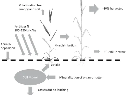 Figure 3. Idealized major fluxes of N in a high yielding wheat crop. Width of arrow is a  qualitative indication of size of flux