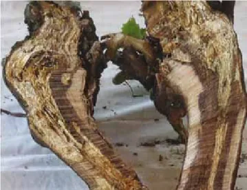 Figure 2: White rot in Chardonnay trunk Photo: Kovács, 2016