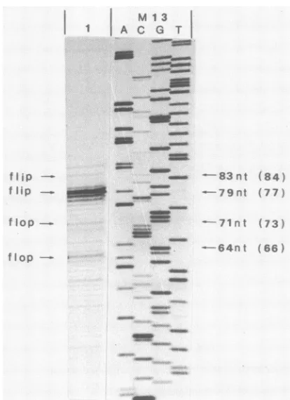 FIG. 2.digestedThestrandindicatedMethods.sponding End-label analysis of the left terminus of the minus of BPV