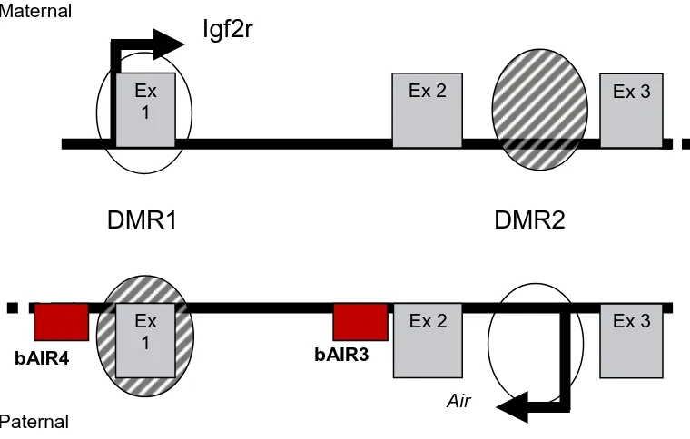 Figure 1.  Regulation of the insulin-like growth factor type 2-receptor (Igf2r) gene in the mouse