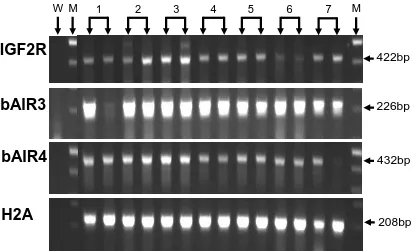 Figure 3.  Post-implantation stage gene expression in Day 70 bovine fetal liver.  Ethidium bromide-stained agarose gel of IGF2R, bAIR3, bAIR4 and H2A amplification products from bovine fetal liver at Day 70 of gestation derived from the transfer of in vivo