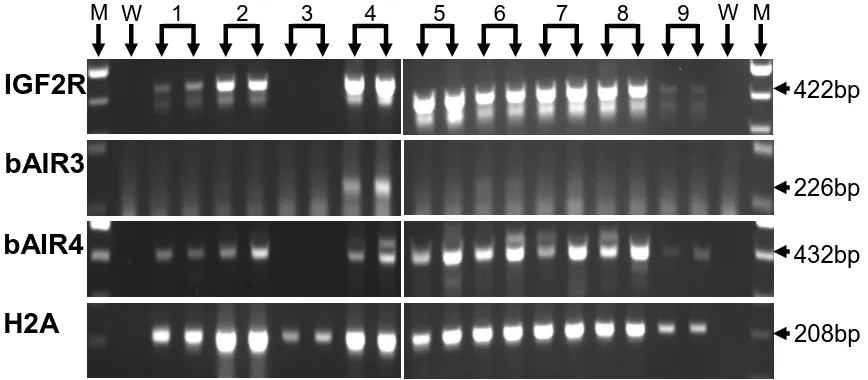 Figure 5.   Peri-implantation-stage RNA expression in Day 15 bovine conceptuses.  Ethidium bromide-stained agarose gel of IGF2R, bAIR3, bAIR4 and H2A amplification products from bovine conceptuses at Day 15 of gestation derived from the transfer of in vivo