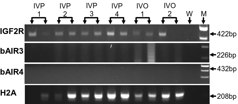Figure 6.   Pre-implantation stage bovine blastocysts at Day 7 of gestation.  Ethidium bromide-stained agarose gel of IGF2R, bAIR3, bAIR4 and H2A amplification products from pools of in vitro-produced (IVP) and in vivo-produced (IVO) bovine blastocysts at 