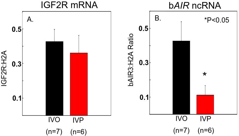 Figure 7.  A) Expression of IGF2R mRNA in bovine fetal liver at Day 70 of gestation derived from the transfer of either in vivo- (IVO) or in vitro- produced (IVP) embryos