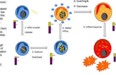 Figure 1Mechanisms of acute gout attack. Needle-shaped MSU crystals (yellow) are ingested by phagocytes such asmonocytes