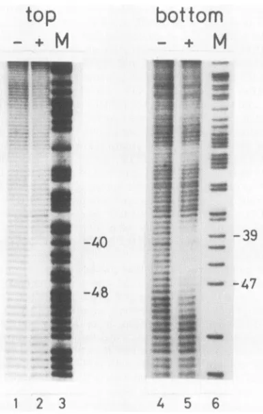 FIG....888%(M).MPE331-bpthe DNA-cellulose1. MPEFe(II) footprints of NFIII on the Ad2 origin