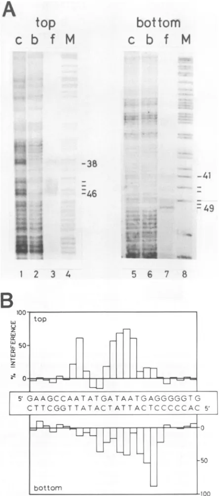 FIG. 3.nitrocellulose.werecleavedtoboundmarkerareQuantitationdeterminedandaresite. Fig