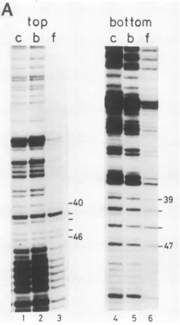 FIG. 4.protein-boundlegendtionscleavedthanpositionnitrocellulose.ence.site.purinesscanning Methylation interference analysis of the NFIII-binding (A) Partially methylated DNA fragments (described in the to Fig