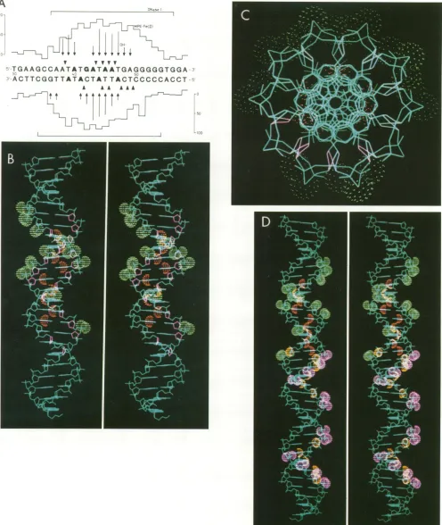 FIG. 5.are900protectionanalysesyellow)andmethylationwhosebrackets.NFIII-binding (A) Summary of footprinting and alkylation interference assays of the NFIII-binding site in the Ad2 ITR