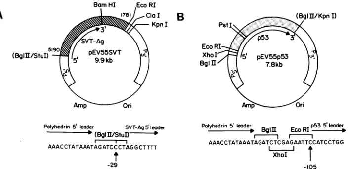 FIG. 1.originaltranscript.transcriptpSVT#5,pUC8In each Structure of the transplacement plasmids pEV55SVT and pEV55p53 (not to scale)