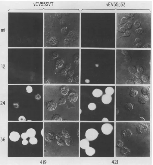 FIG. 3.orimmunofluorescence vEV55p53 Immunofluorescence localization of SVT-Ag and p53 in insect cells