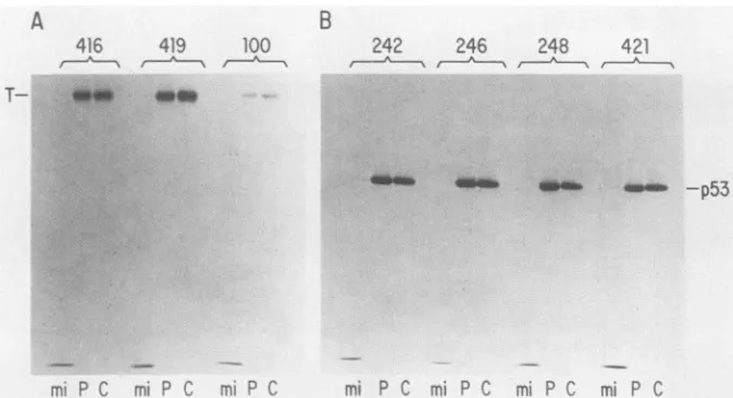 FIG...Si...ofcompletewithautoradiographsimmunoprecipitated 20. 4. Epitope analysis of insect-derived SVT-Ag (T) and p53