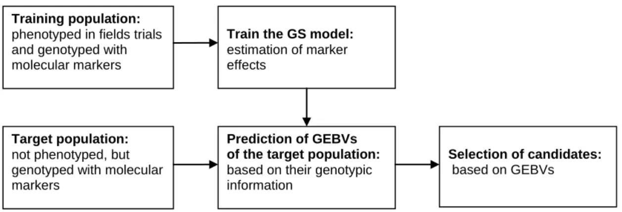 Figure 1: A schematic diagram illustrating genomic selection, starting from the training  and  target  populations  through  prediction  of  genomic  estimated  breeding  values  (GEBV) to select candidates