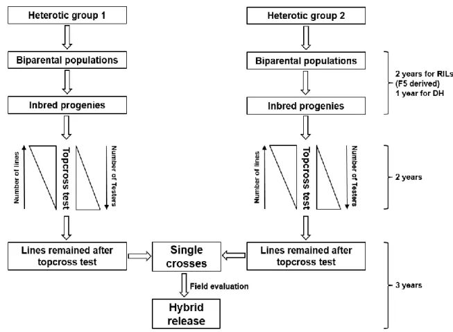 Figure 1. Schematic outline of typical hybrid maize breeding pipeline. Estimated timeline  for various stages adapted from Heffner et al., (2010)