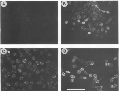 TABLE 2. Plasminogen activator activities ofpSV3neo transfectants