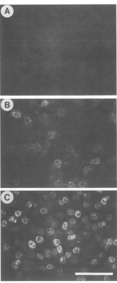 TABLE 5. Properties of 64-24 cells transfected with pSV5neoa