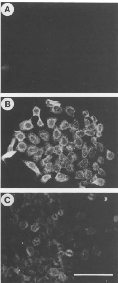 TABLE 7. Properties of 64-24 cells transfected with pSV6.6neoa