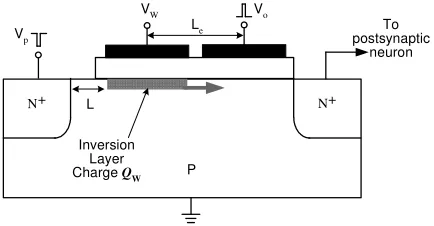 Figure 1: Schematic view of the n-type charge-coupledsynapse.