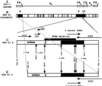 FIG.1.mapbyareregionboxboundaryoverlappingsitesUs) Map of HSV-1 genome and transcripts within BamHI-B
