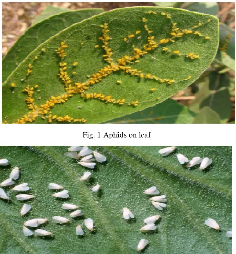 Fig. 1 Aphids on leaf 
