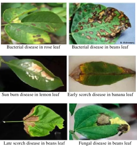Fig. 3 Sample images of leaf diseases 