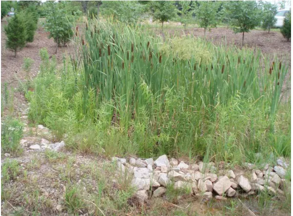 Figure 8 . A forebay in a level spreader is becoming overgrown by cattails. 