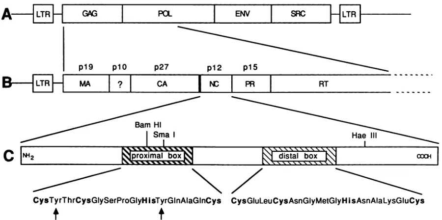 FIG.1.Longsequences (A) Complete genome of Pr-C as a linear provirus. The regions encoding the gag, pol, env, and src genes are shown in boxes